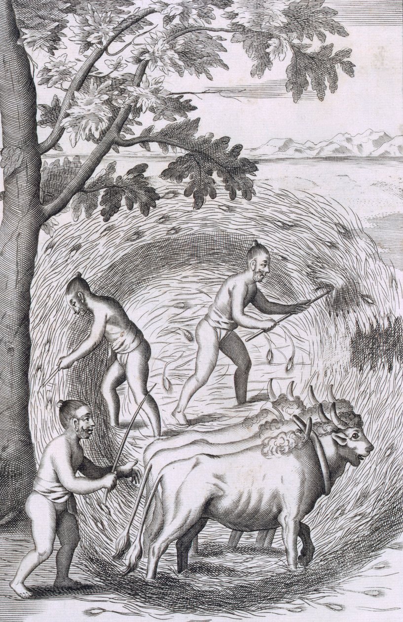 Måten å tråkke ut risen deres, fra An Historical Relation of the Island Ceylon, pub. 1681 gravering av Robert Knox