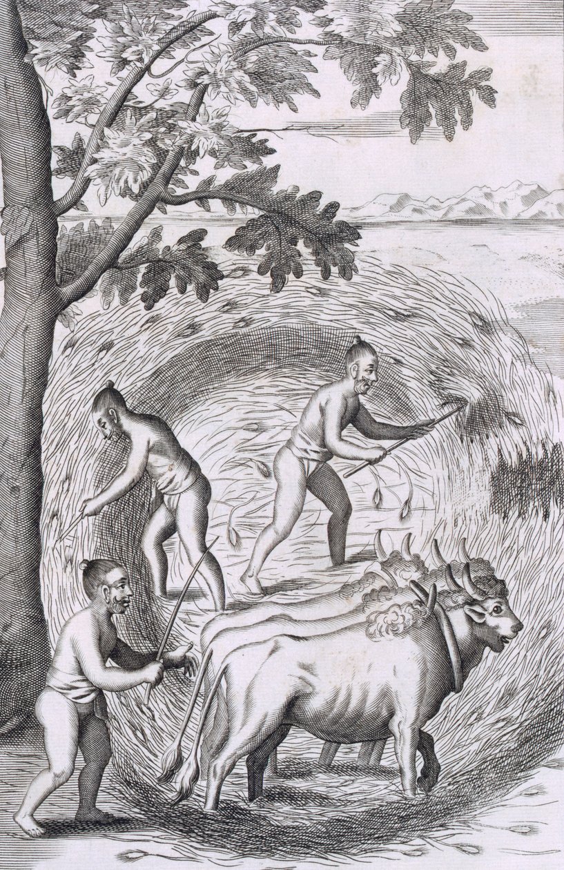 Måten å tråkke ut risen deres, pub. 1681. av Robert Knox