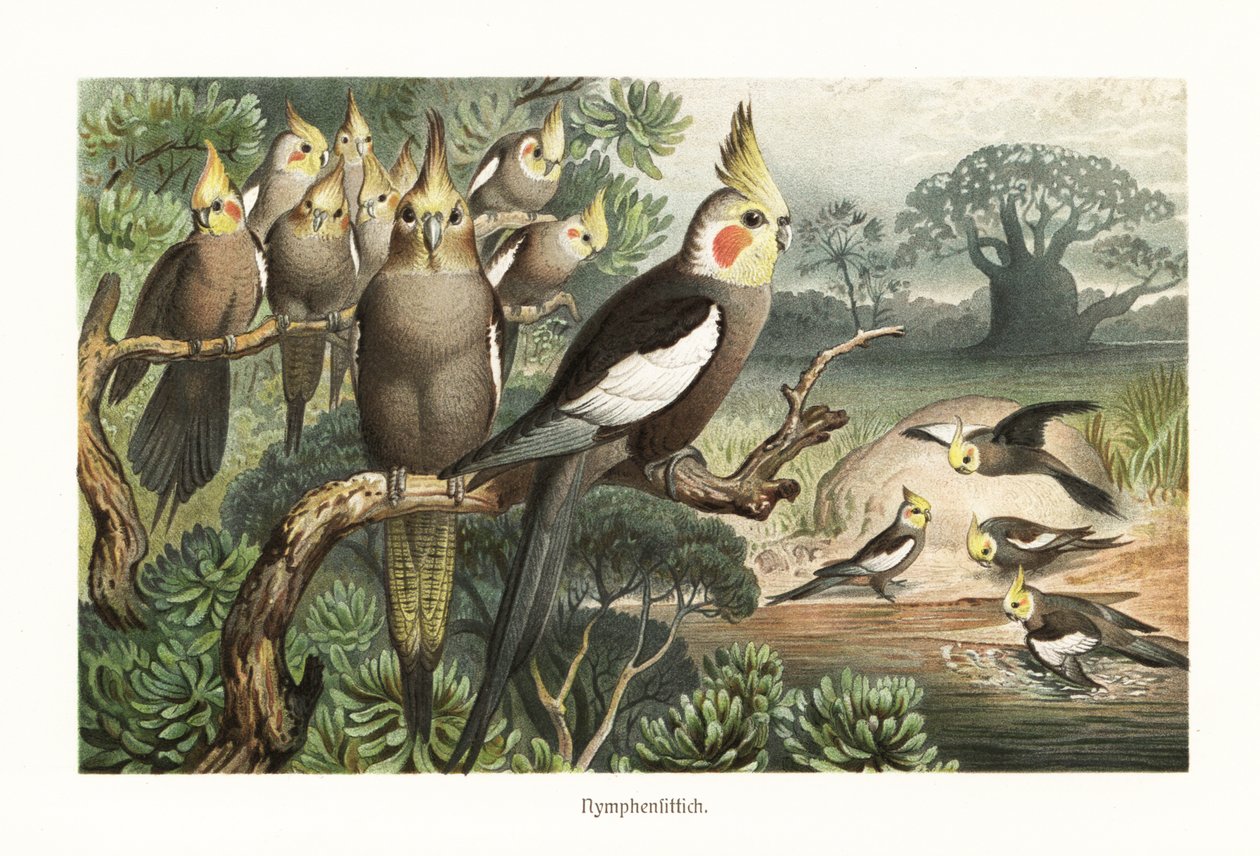 Flok av kakatier, Nymphicus hollandicus, ved et vannhull. 1882 (kromolitografi) av Robert Kretschmer