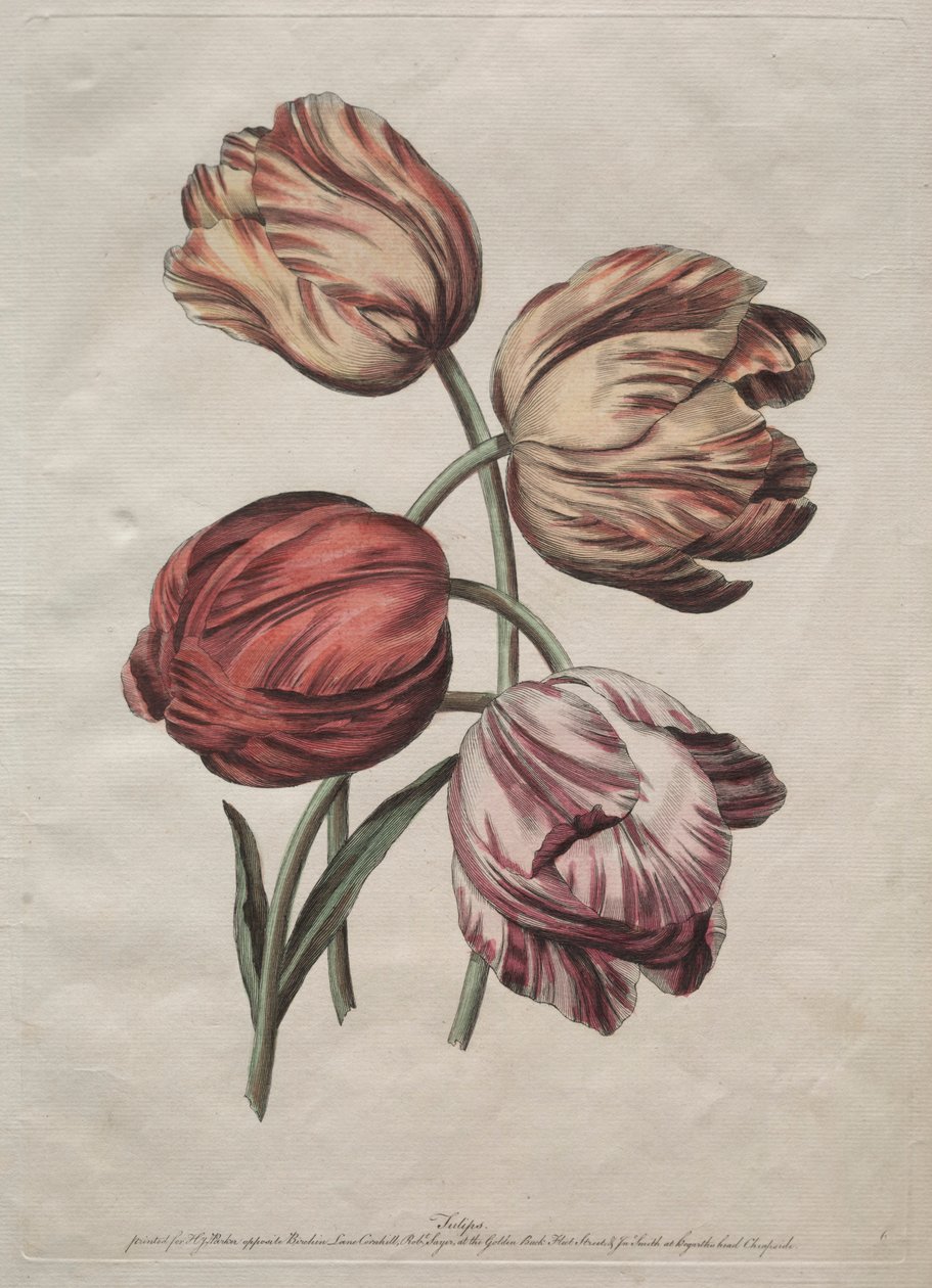 Åtte vakre grupper av naturlige blomster i konturer av de la Cour: Tulipaner, ca. 1770. av Robert Sayer