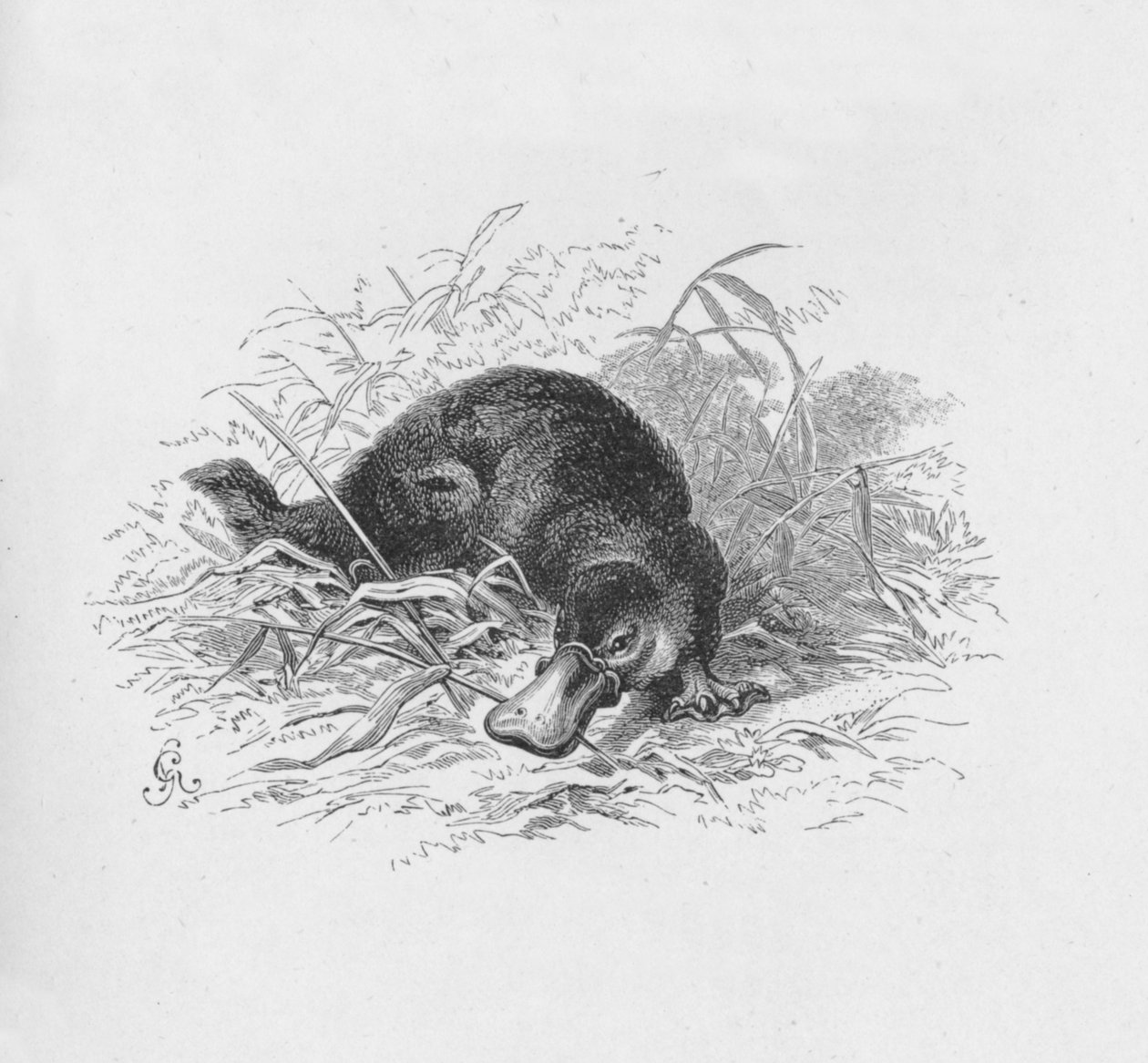 Ornithorhynchus Paradoxus, c1885, 1890 av Robert Taylor Pritchett
