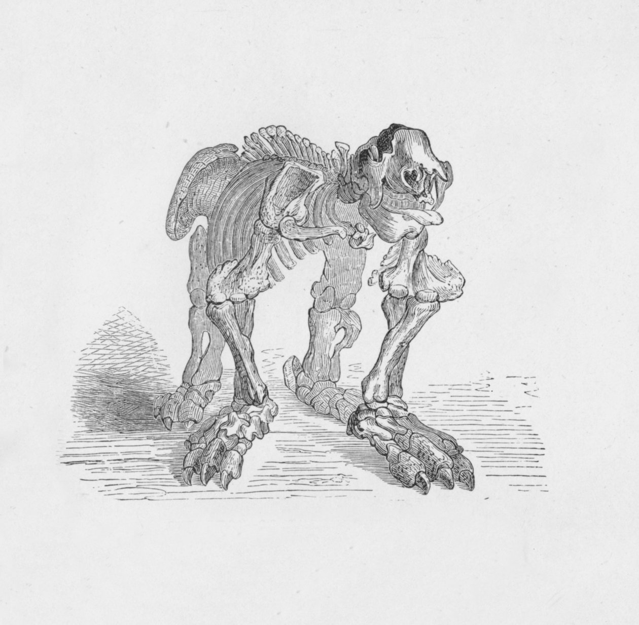 Skeleton of the Megatherium, c1885, 1890 av Robert Taylor Pritchett