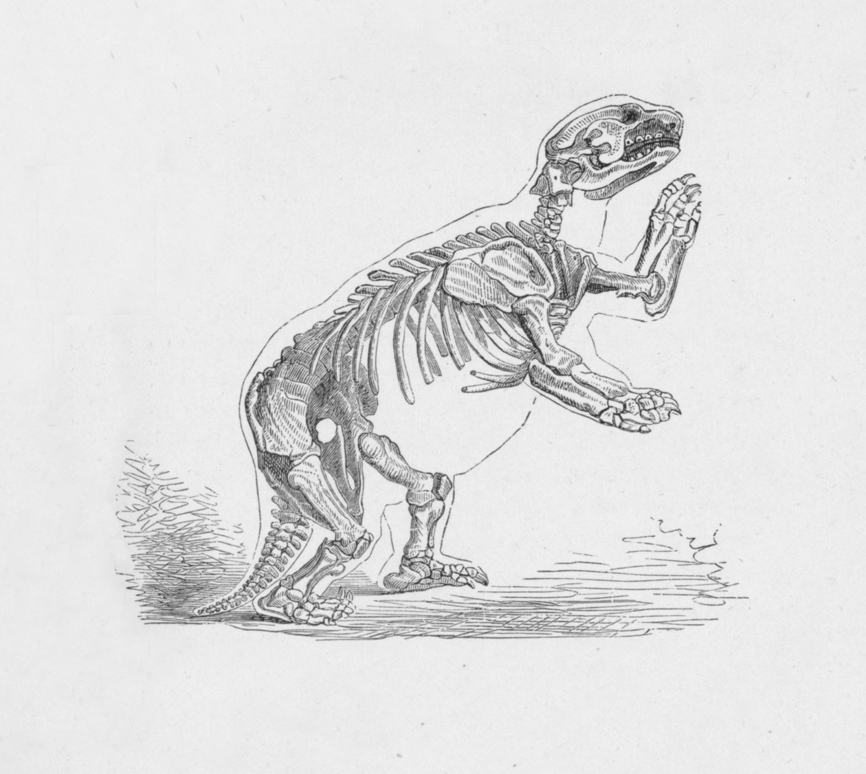 Skjelett av Mylodon Darwinii, c1885, 1890 av Robert Taylor Pritchett