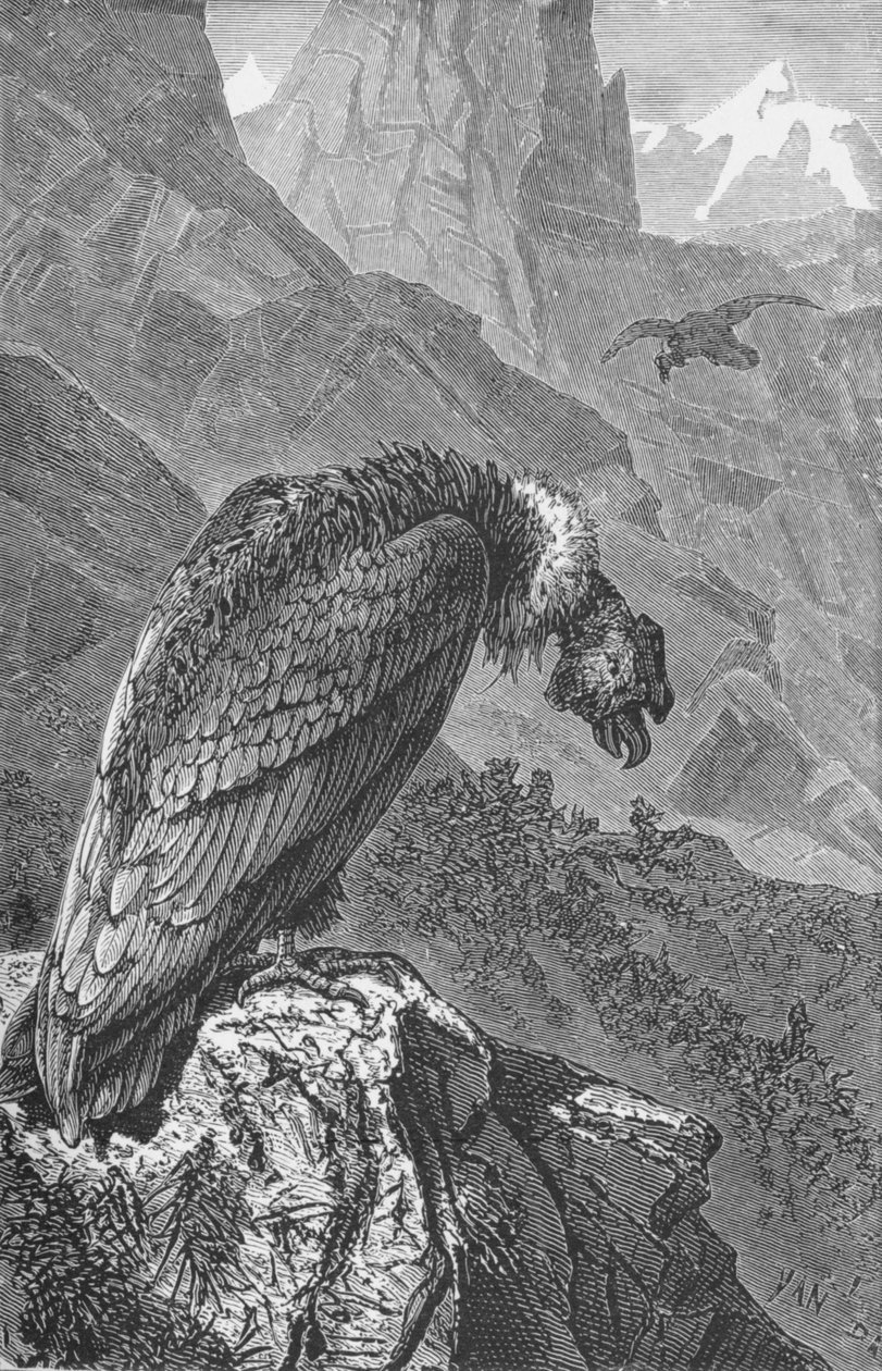 The Condor, c1885, 1890 av Robert Taylor Pritchett