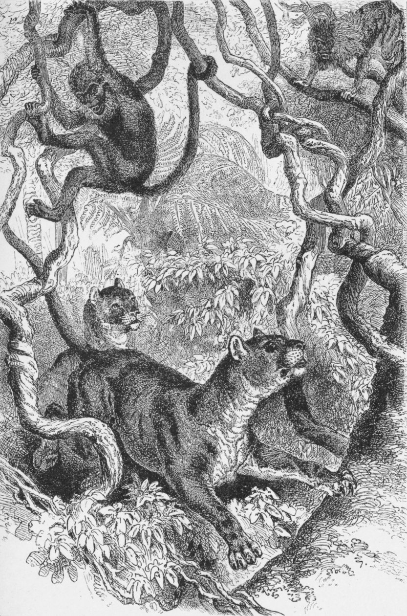 The Puma, c1885, 1890 av Robert Taylor Pritchett
