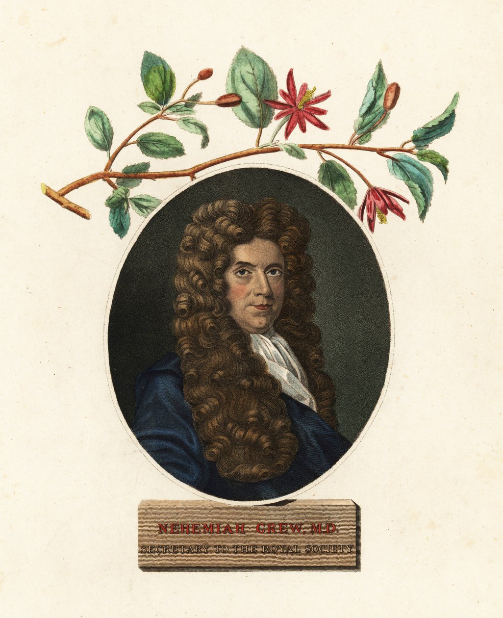 Portrett av Nehemiah Grew, lege og botaniker.1809 (gravering) av Robert White