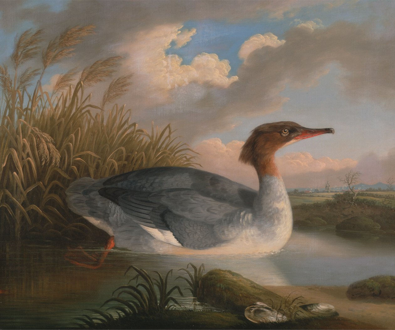 A Dun Diver (gåsand) av Robert Wilkinson Padley