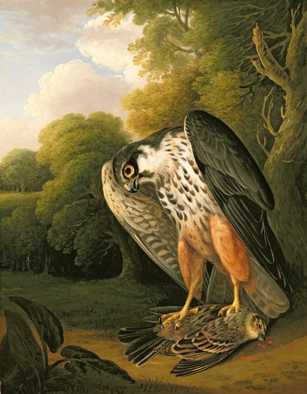 En Hobby Hawk og Prey skutt på Buxton av Robert Wilkinson Padley