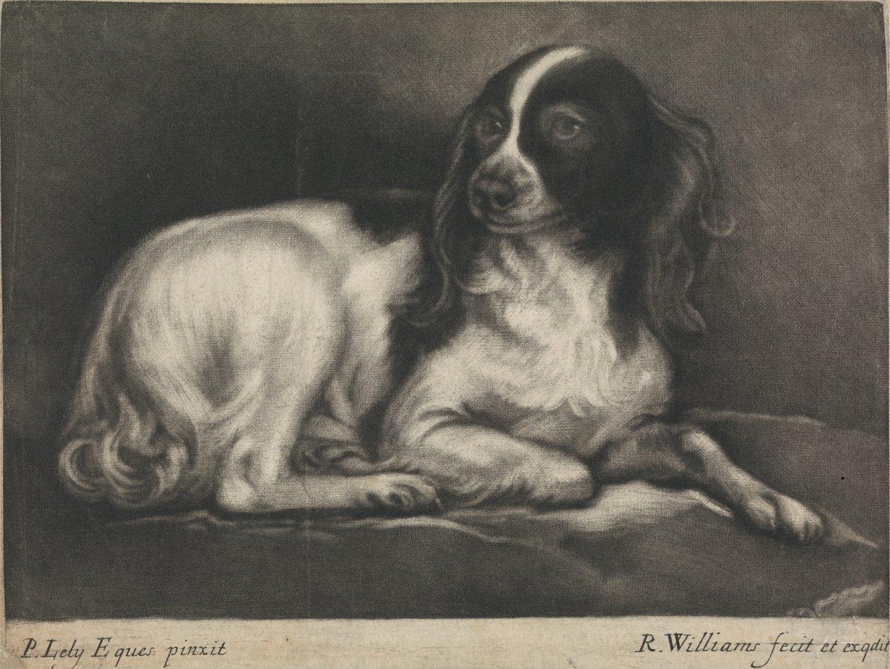 En spaniel av Robert Williams