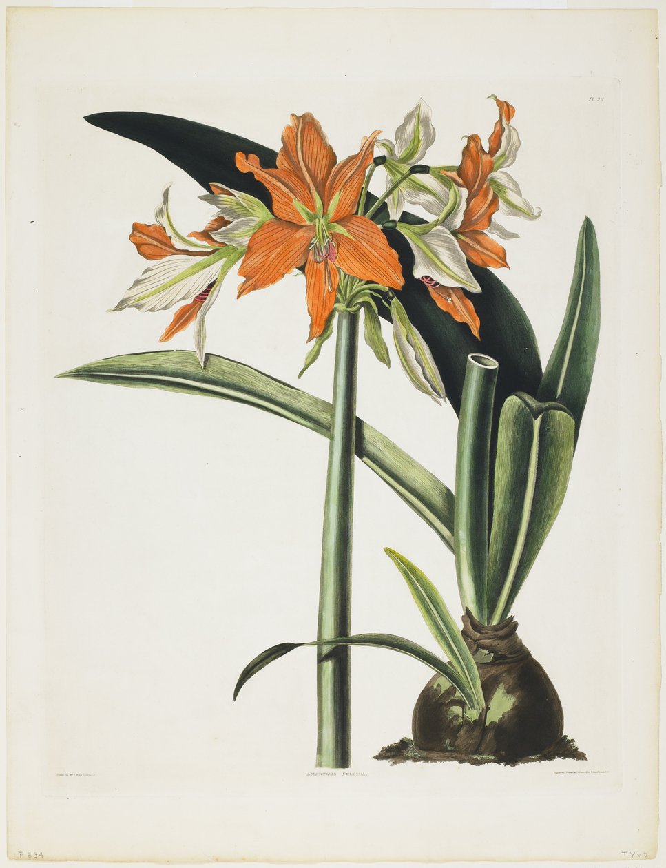 Amaryllis fulgida (Striped-Tubed Amaryllis), 1831-34 (akvatint med gravering, trykt i farger og håndkolorert) av Robert the Younger Havell