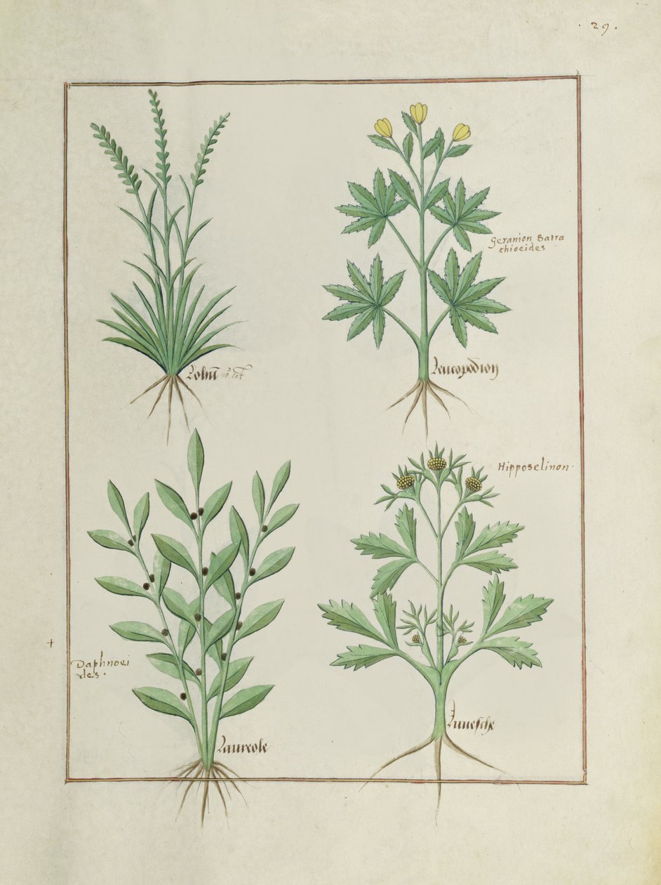 Fru Fr. Fv VI #1 fol. 126r Øverste rekke: Lolni og Geranium. Nederste rad: Daphnoides og persille, illustrasjon fra The Book of Simple Medicines, av Matteaus Platearius (d.c.1161) ca. 1470 av Robinet Testard
