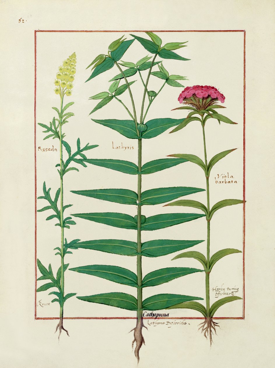 Reseda, Euphorbia og Dianthus, illustrasjon fra boken om enkle medisiner av Mattheaus Platearius 1 av Robinet Testard