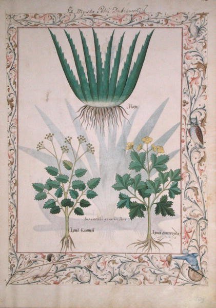Fru Fr. Fv VI #1 fol.112 Aloe og Apio, illustrasjon fra The Book of Simple Medicines av Matthaeus Platearius (d.c.1161) ca. 1470 av Robinet Testard