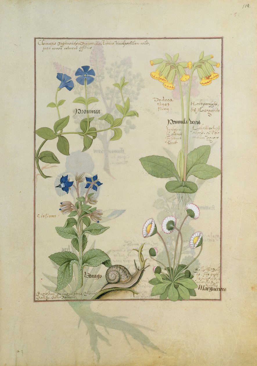 Blå Clematis eller Kråkefot og Primula. Nederste rad Borage eller Forglem-meg-ikke og Marguerita Daisy av Robinet Testard