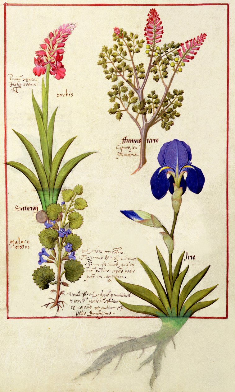 Øverste rad: Orchid and Fumitory eller Bleeding Heart. Nederste rad: Hedera og Iris, illustrasjon fra The Book of Simple Medicines av Matthaeus Platearius 114v av Robinet Testard
