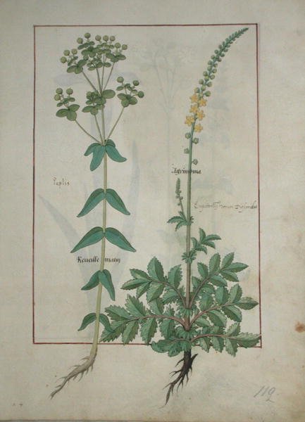 Fru Fr. Fv VI #1 fol.115 Reveille Matin og Agrimonia, illustrasjon fra The Book of Simple Medicines av Mattheaus Platearius (d.c.1161) ca. 1470 av Robinet Testard