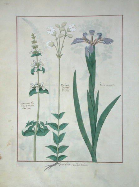 Fru Fr. Fv VI #1 fol.115v Lamium Album eller White Dead Nettle, Melandryon og Iris Minor, illustrasjon fra The Book of Simple Medicines av Mattheaus Platearius (d.c.1161) ca. 1470 av Robinet Testard