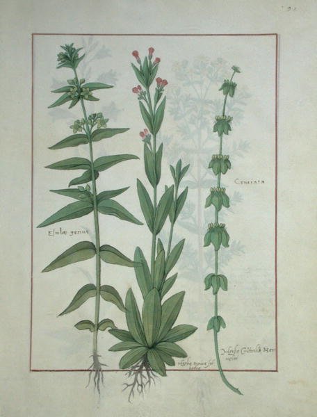 Fru Fr. Fv VI #1 fol.116 Elusae Gennus, Karve Timian og Korsurt, illustrasjon fra The Book of Simple Medicines av Mattheaus Platearius (d.c.1161) ca. 1470 av Robinet Testard