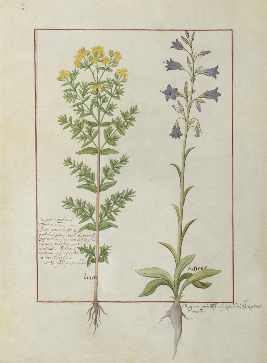 Fru Fr. Fv VI #1 fol.116v To blomstrende planter fra The Book of Simple Medicines av Mattheaus Platearius (d.c.1161) ca. 1470 av Robinet Testard