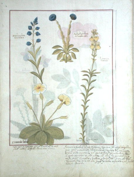Fru Fr. Fv VI #1 fol.117 Øverste rad: Onobrychis eller Sainfoin, og Aphyllanthes. Nederste rad: Linaria Lutea, og Primula Veris eller Primrose, illustrasjon fra The Book of Simple Medicines av Mattheaus Platear av Robinet Testard