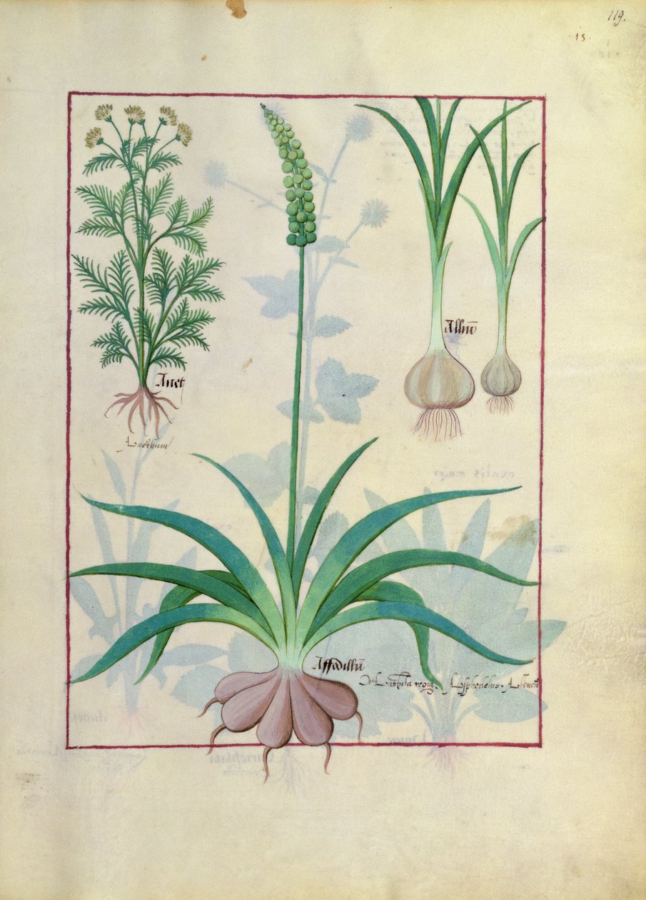 Hvitløk og andre planter, illustrasjon fra The Book of Simple Medicines av Mattheaus Platearius av Robinet Testard