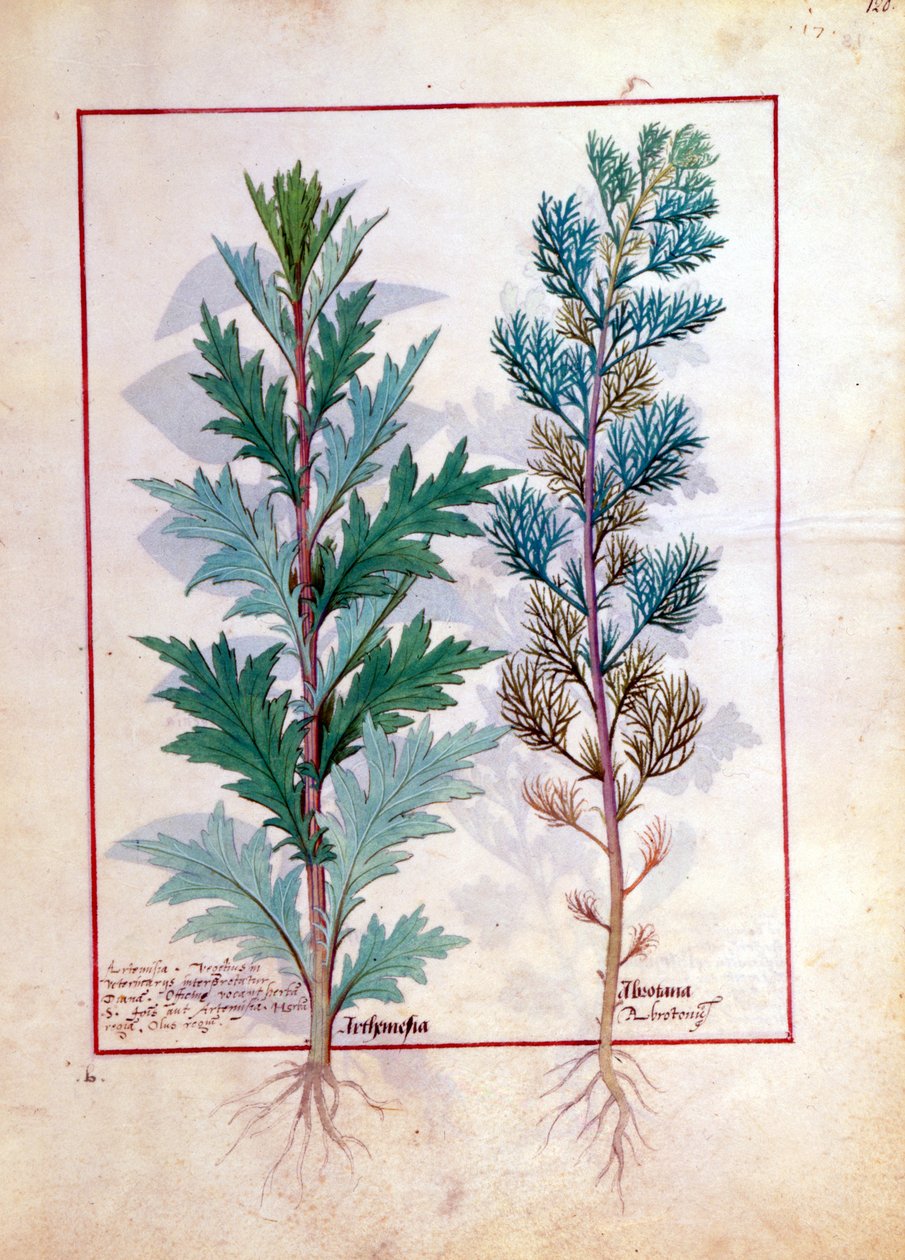 To varianter av Artemesia, illustrasjon fra The Book of Simple Medicines av Mattheaus Platearius 120r av Robinet Testard