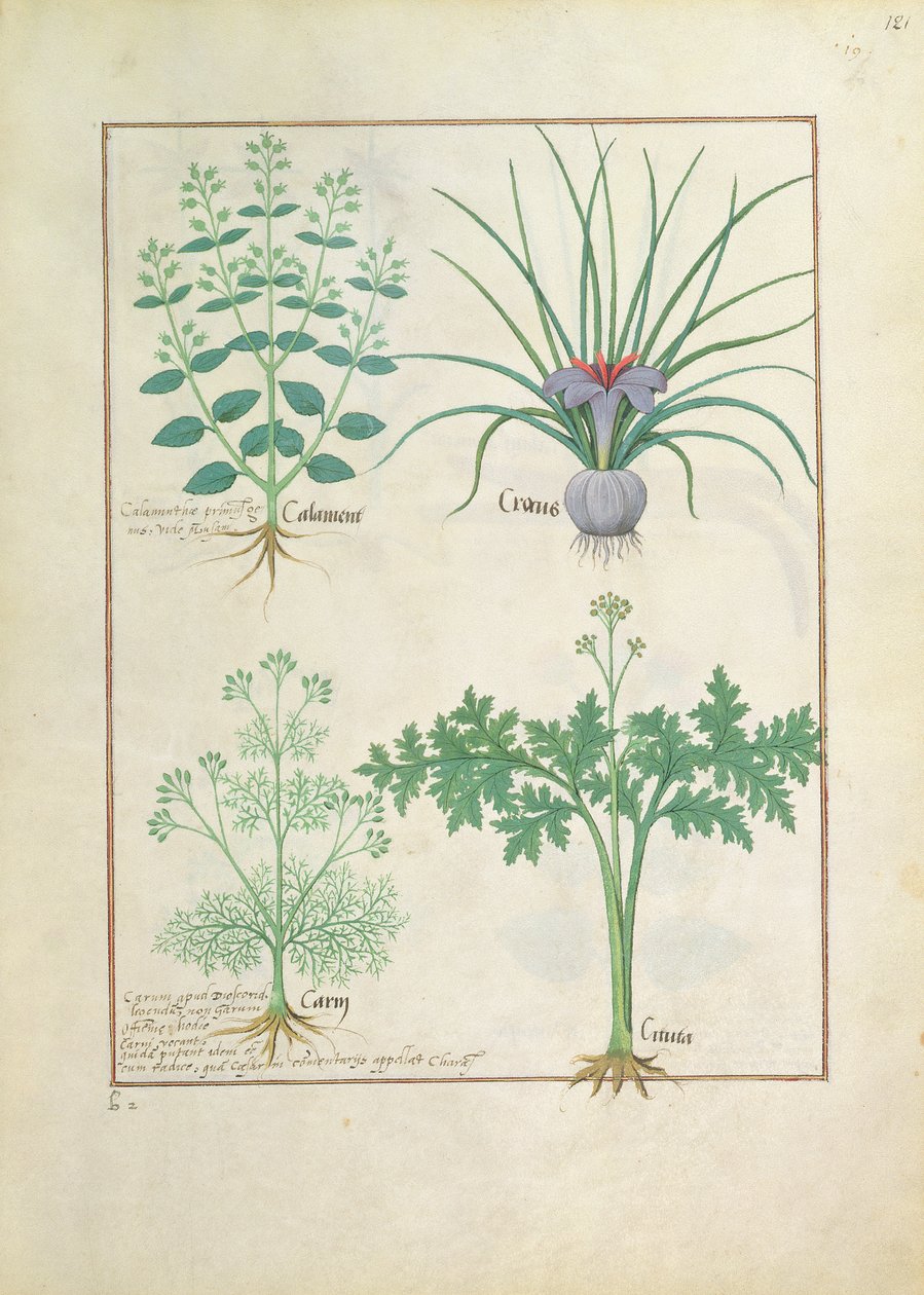Calamint, Crocus, Carraway og Citusa, illustrasjon fra The Book of Simple Medicines av Mattheaus Platearius 121r av Robinet Testard