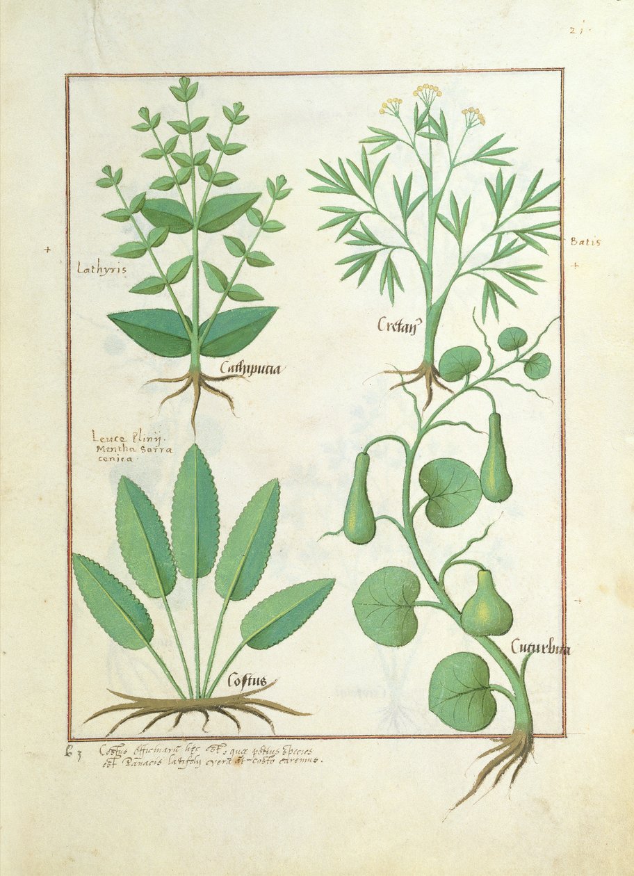 Euphorbia Lathyris, Beechwort, Mint and Fig, illustrasjon fra The Book of Simple Medicine av Mattheaus Platearius 122 av Robinet Testard
