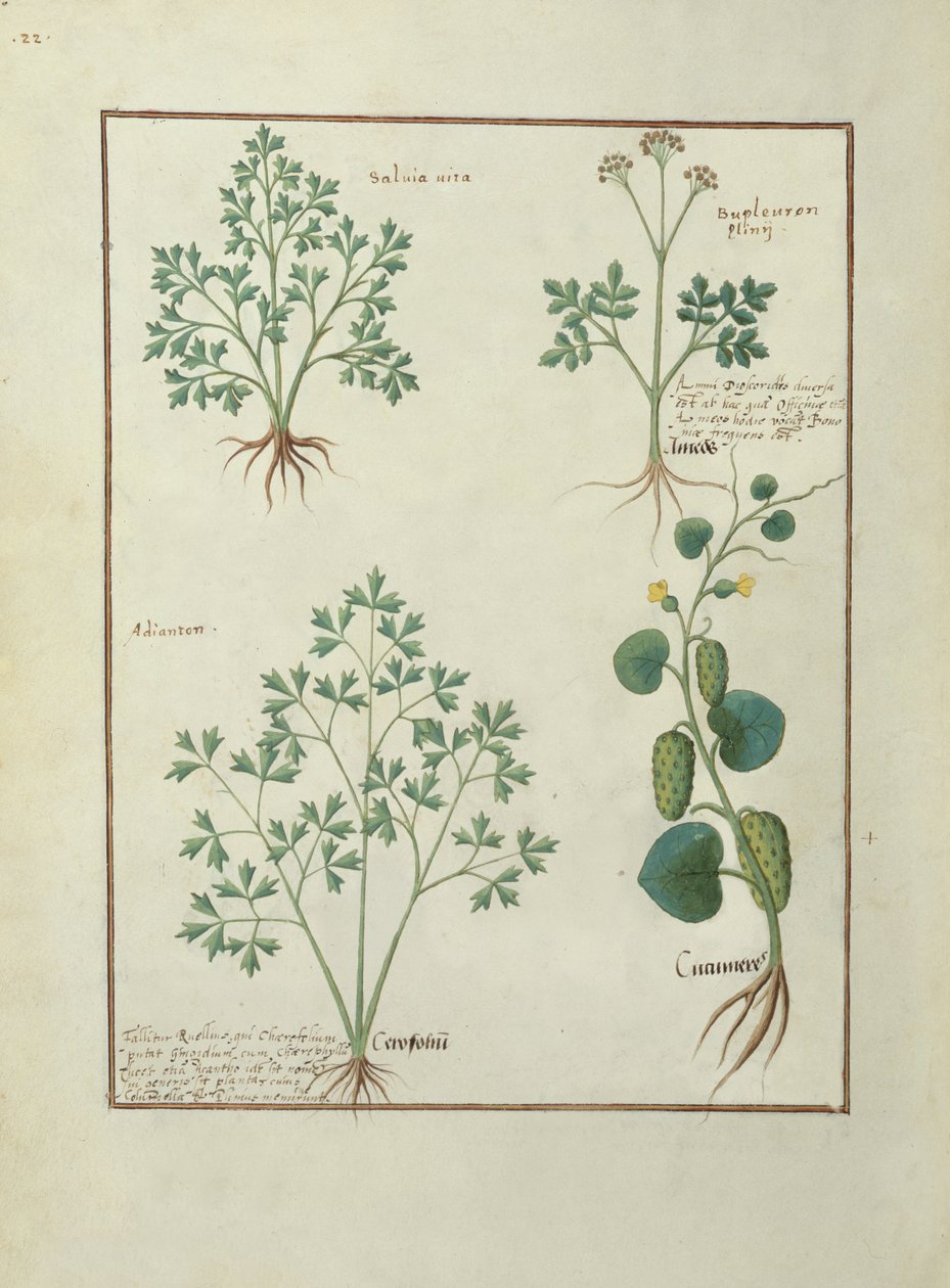 Fru Fr. Fv VI #1 fol.122v Øverste rad: Salvie og Bupleurum, illustrasjon fra The Book of Simple Medicines av Mattheaus Platearius (d.c.1161) ca. 1470 av Robinet Testard