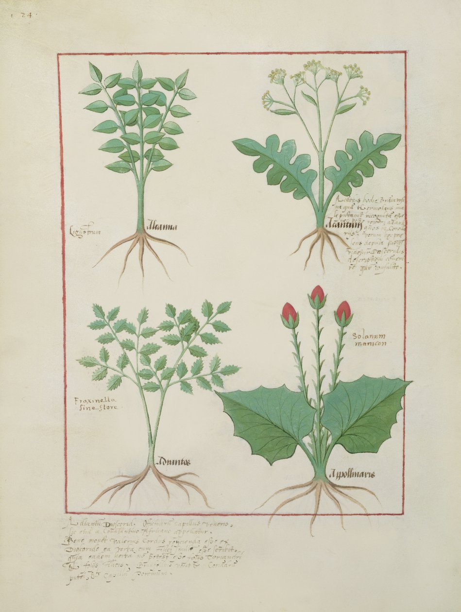 Fru Fr. Fv VI #1 fol.123v Øverste rekke: Ligustrum og Acanthus. Nederste rad: Gressplante og Apollinaris, illustrasjon fra The Book of Simple Medicines, av Matthaeus Platearius (d.c.1161) ca. 1470 av Robinet Testard