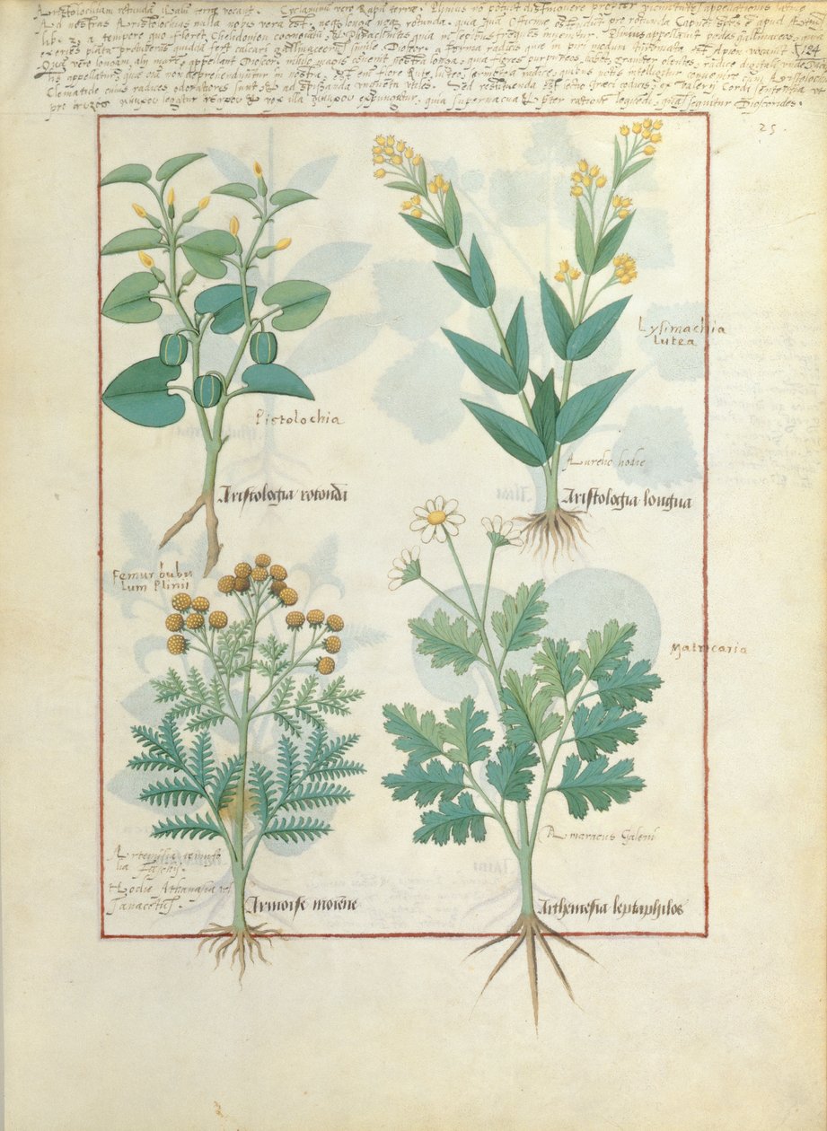 Øverste rad: Aristolochia Rotundi og Aristolochia Longua. Nederste rad: Armoise og Artemesia, illustrasjon fra The Simple Book of Medicines, av Matteaus Platearius 124r av Robinet Testard