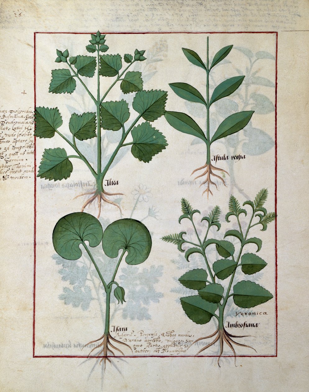 Marshmallow og Hastula Regia. Nederste rad: Asarabacca og Speedwell, illustrasjon fra The Simple Book of Medicines av Matteus Platearius 124v av Robinet Testard