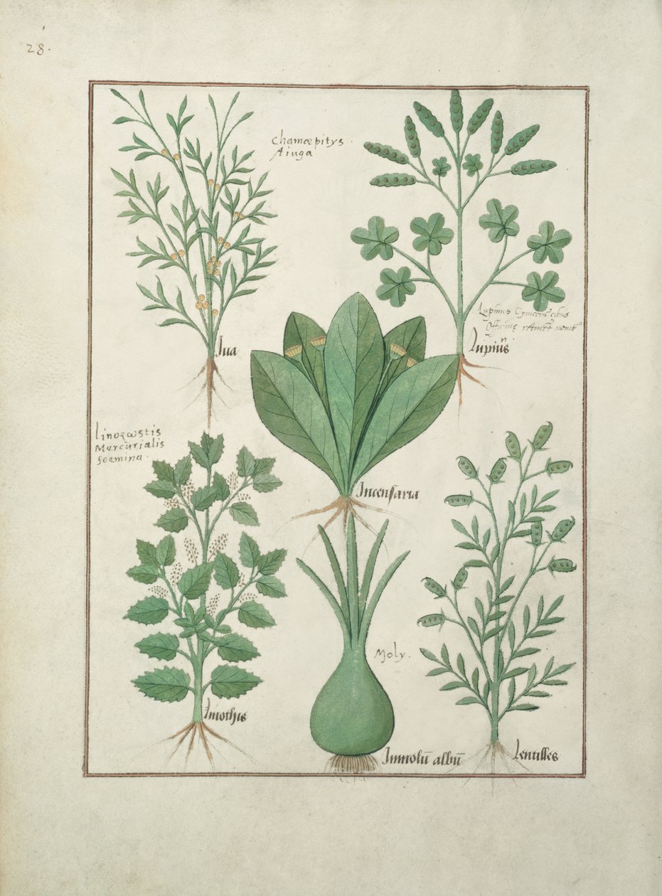 Fru Fr. Fv VI #1 fol.125v Øverste rad: Yellow Bugle, Incensaria og Lupius. Nederste rad: Dogs Mercury, Lily Leek and Lentilles, illustrasjon fra The Book of Simple Medicines, av Matteaus Platearius (d.c.11) av Robinet Testard