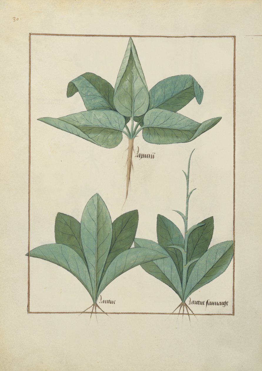 Fru Fr. Fv VI #1 fol.126v Illustrasjon fra Book of Simple Medicines av Mattheaus Platearius (d.c.1161) c.1470 av Robinet Testard