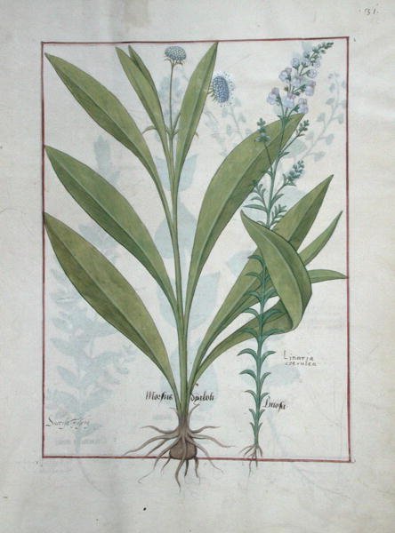 Fru Fr. Fv VI #1 fol.127r Devil-bit scabious and Toadlin, illustrasjon fra The Book of Simple Medicines, av Mattheaus Platearius (d.c.1161) ca. 1470 av Robinet Testard