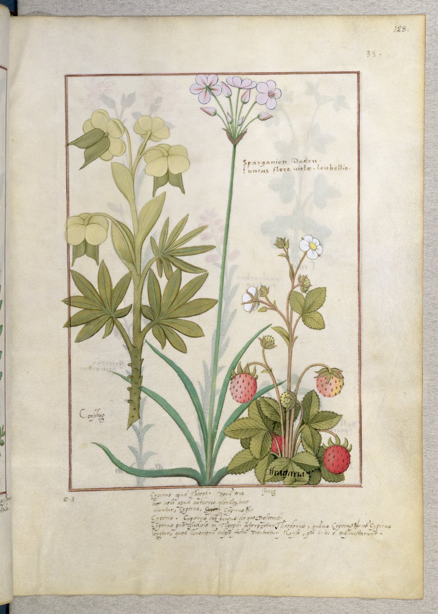 Consiligo, Burreed og Strawberry, illustrasjon fra The Book of Simple Medicines, av Mattheaus Platearius 128r av Robinet Testard