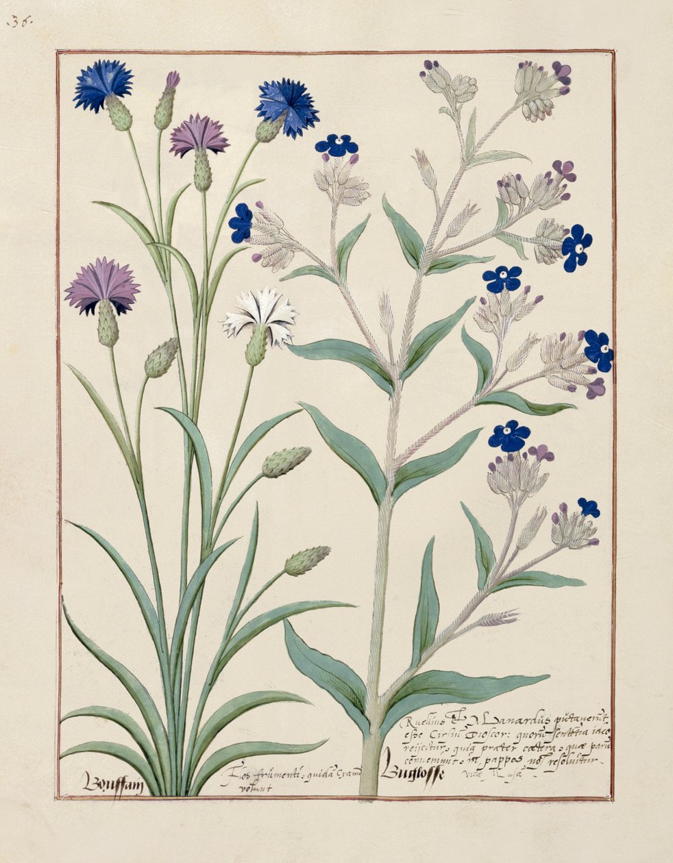Illustrasjon fra boken om enkle medisiner av Matthaeus Platearius 129v av Robinet Testard