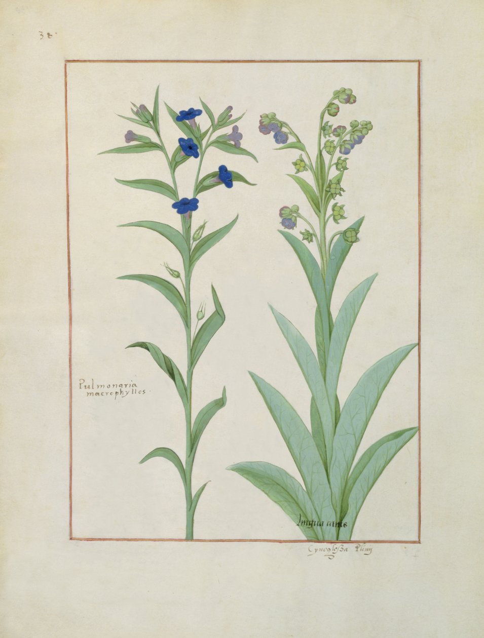 Fru Fr. Fv VI #1 fol.130v Pulmonaria and Lungwort, illustrasjon fra The Book of Simple Medicines, av Mattheaus Platearius (d.c.1161) ca. 1470 av Robinet Testard