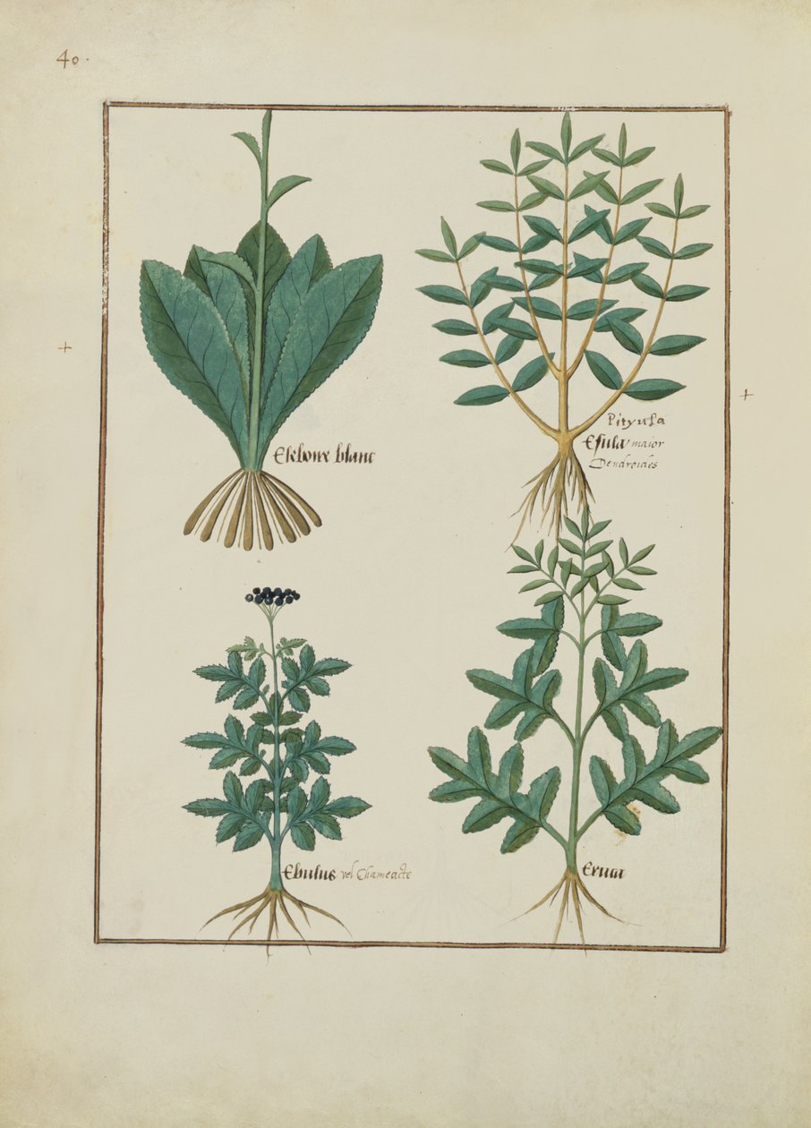 Fru Fr. Fv VI #1 fol.131v Illustrasjon fra Book of Simple Medicines av Mattheaus Platearius (d.c.1161) c.1470 av Robinet Testard