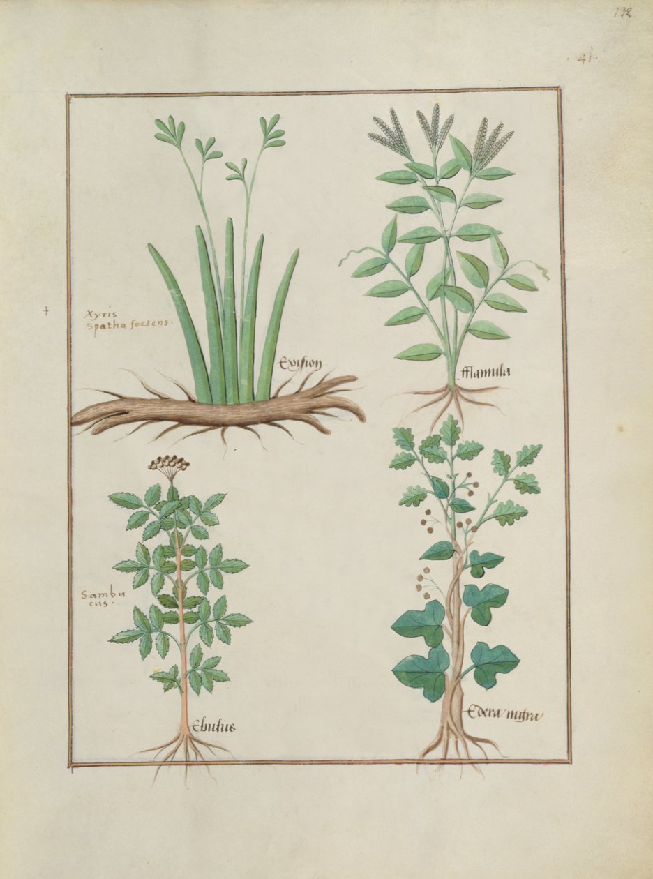 Fru Fr. Fv VI #1 fol.132r Øverste rad: Xyris og spydtort. Nederste rad: Hyllebær og Hedera, illustrasjon fra The Book of Simple Medicines, av Mattheaus Platearius (d.c.1161) ca. 1470 av Robinet Testard