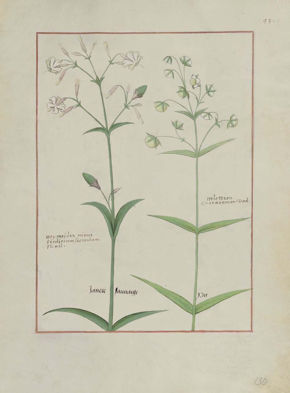 Fru Fr. Fv VI #1 fol.133v Illustrasjon fra The Book of Simple Medicines av Mattheaus Platearius (d.c.1161) ca. 1470 av Robinet Testard