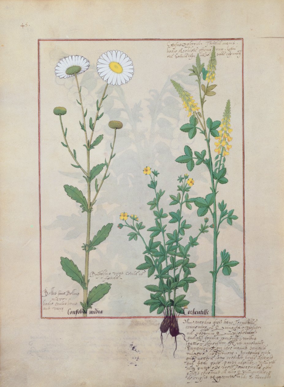 Illustrasjon fra The Book of Simple Medicines av Mattheaus Platearius 134v av Robinet Testard