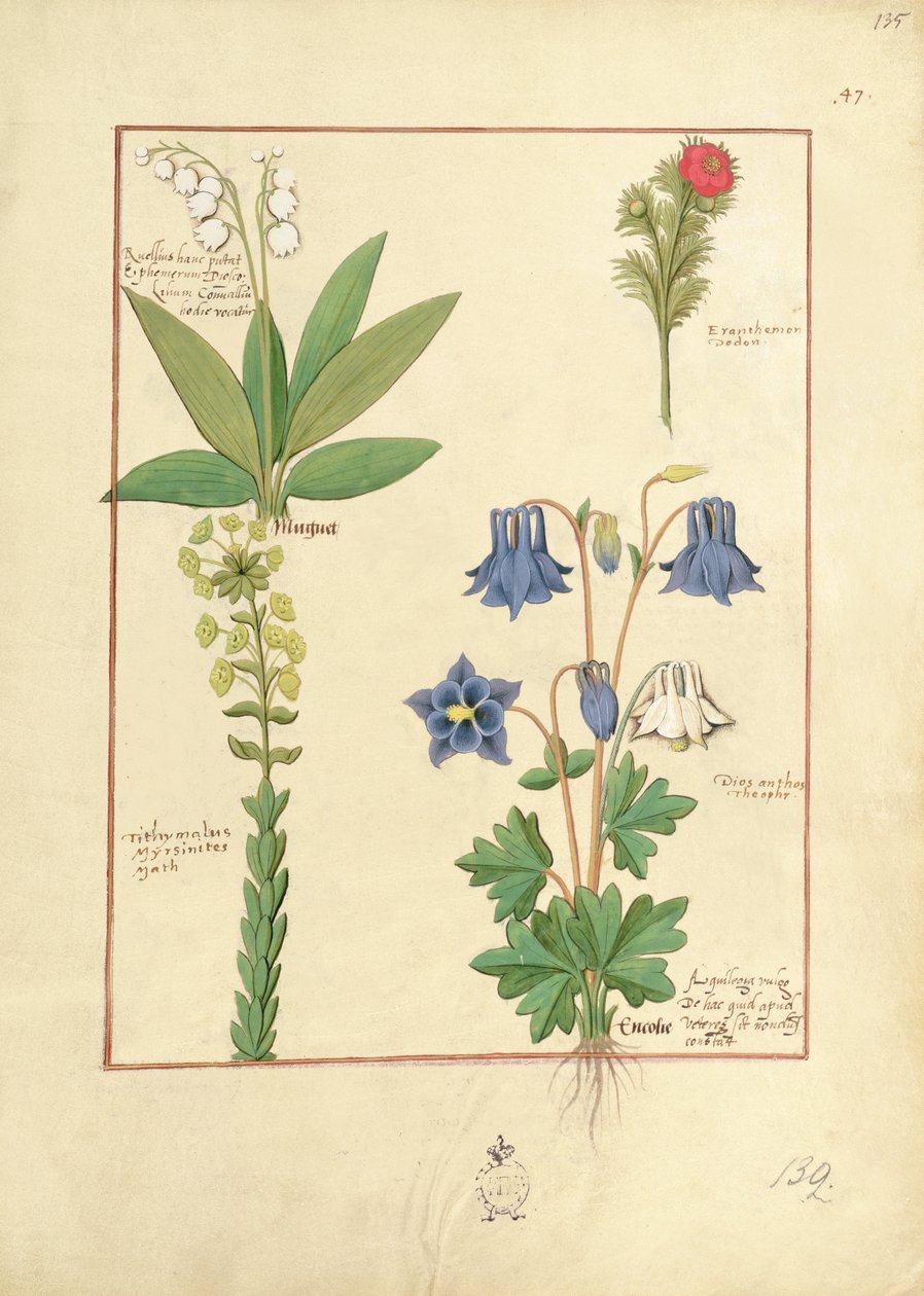 Illustrasjon fra The Book of Simple Medicines av Mattheaus Platearius 135r av Robinet Testard