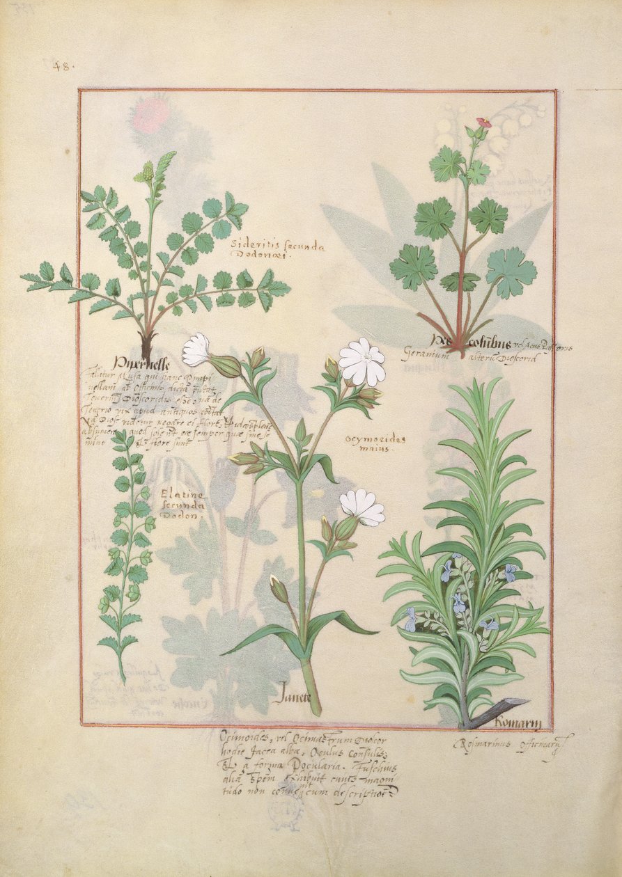 Illustrasjon fra The Book of Simple Medicines av Mattheaus Platearius 135r av Robinet Testard
