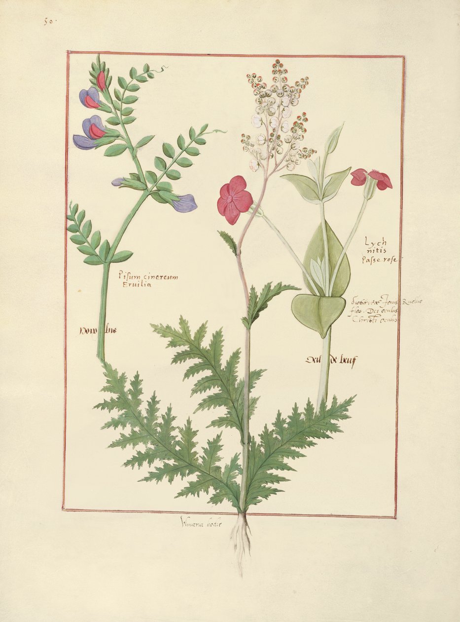 Illustrasjon fra The Book of Simple Medicines av Mattheaus Platearius av Robinet Testard