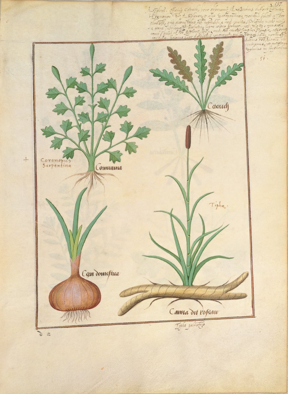 Illustrasjon fra The Book of Simple Medicines av Mattheaus Platearius 137r av Robinet Testard