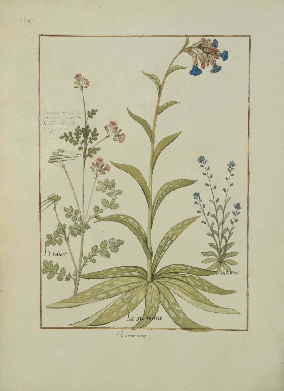 Fru Fr. Fv VI #1 fol.138v Lungewort og geranium, illustrasjon fra Book of Simple Medicines av Mattheaus Platearius (d.c.1161) ca. 1470 av Robinet Testard