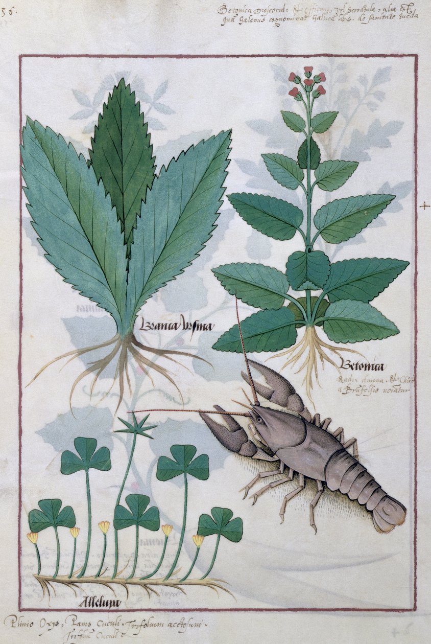 Illustrasjon fra boken om enkle medisiner av Mattheaus Platearius 139v av Robinet Testard