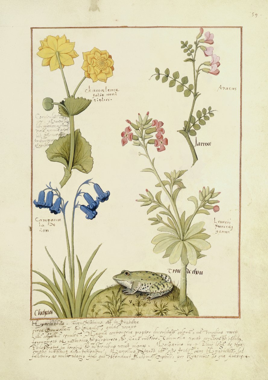 Illustrasjon fra boken om enkle medisiner av Mattheaus Platearius 141r av Robinet Testard