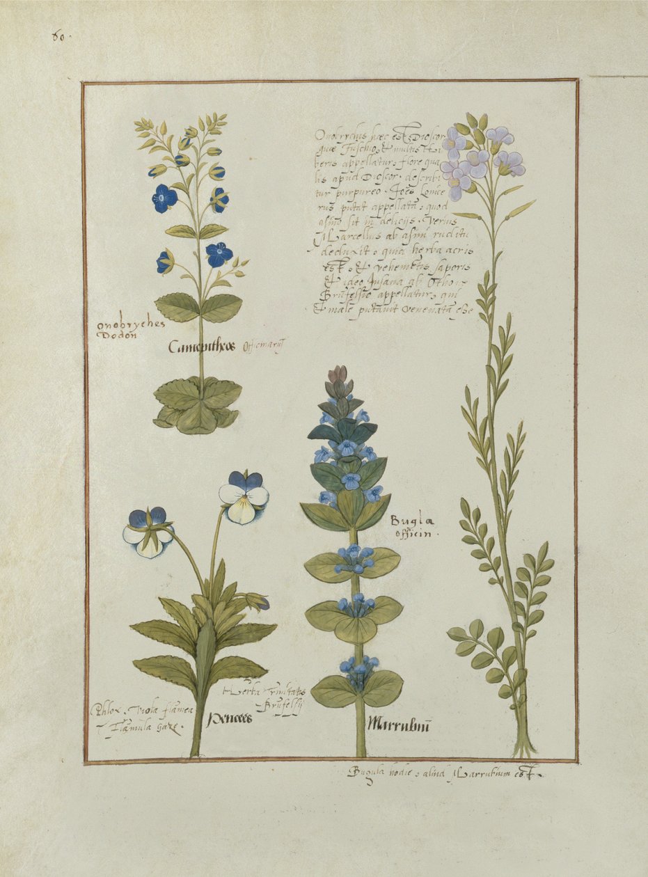 Fru Fr. Fv VI #1 fol.141v Illustrasjon fra Book of Simple Medicines av Mattheaus Platearius (d.c.1161) c.1470 av Robinet Testard